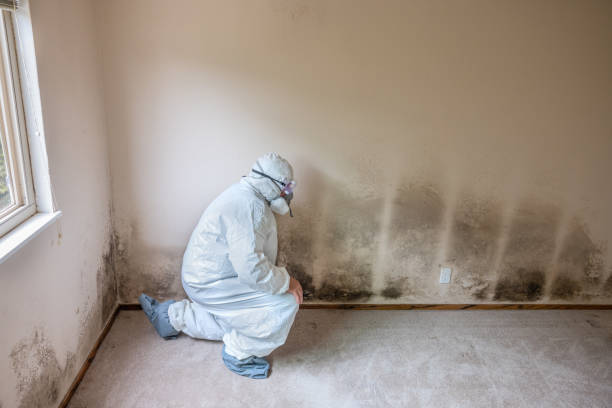 Best Crawl Space Mold Removal  in Aiea, HI