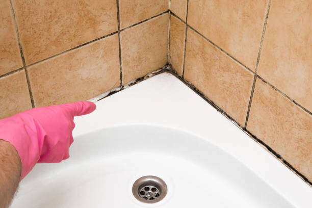 Best Professional Mold Removal  in Aiea, HI